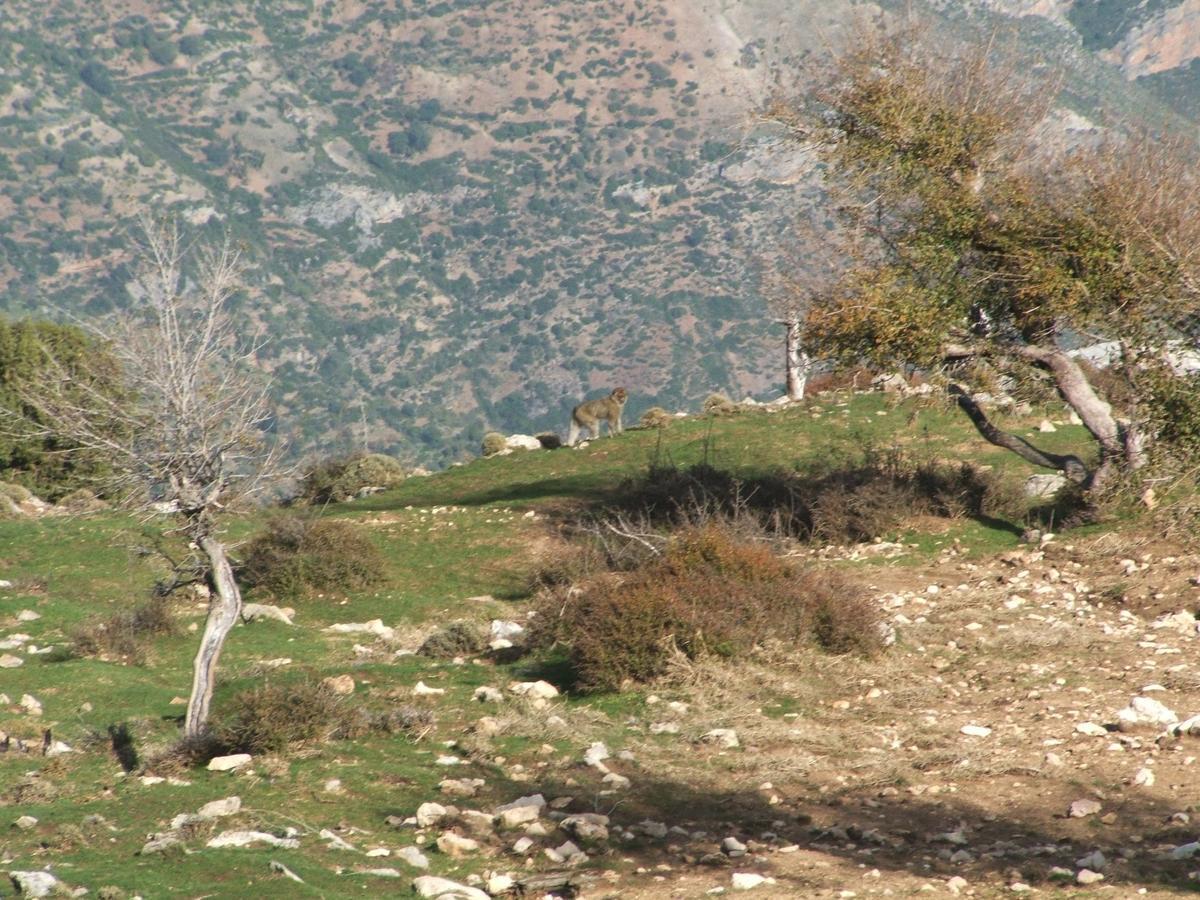 Caiat Lounge Refuge Hostel Taghzoute Bagian luar foto